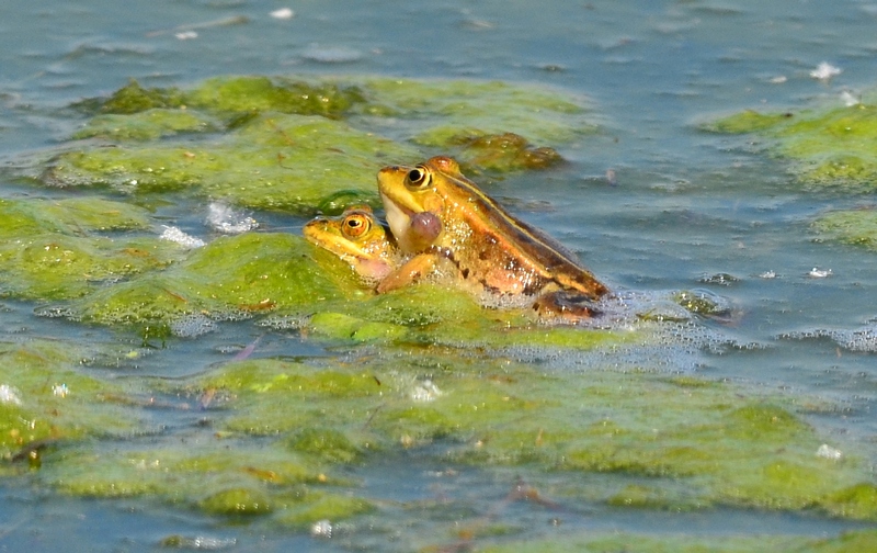 A proposito di rana verde